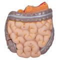 3B Scientific B20/B22: Whole intestine, 2-parts 1020686